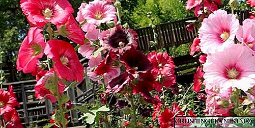 Stem rosas o mallow - mga tip sa pagtubo sa tanaman