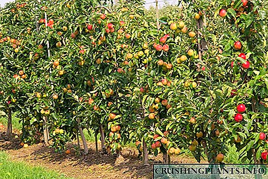 Apple Tree Augusta - incazelo eningiliziwe yezinhlobonhlobo