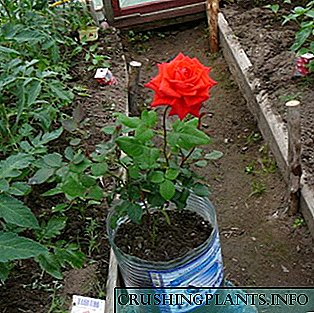 Agrotehnika koja uzgaja ruže i brine se o njima