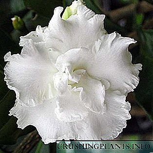 Flores brancas de interior e as súas fotos