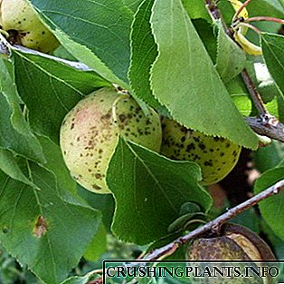 Болести и штетници на овошни дрвја: опис и методи на контрола