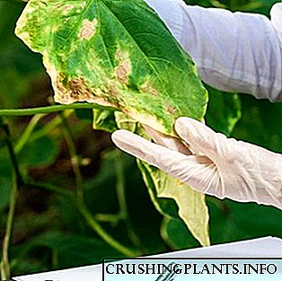 Контрола на штетници и болести на цветни растенија во градината