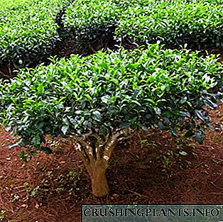 Pema e çajit: përshkrimi, kultivimi dhe aplikimi
