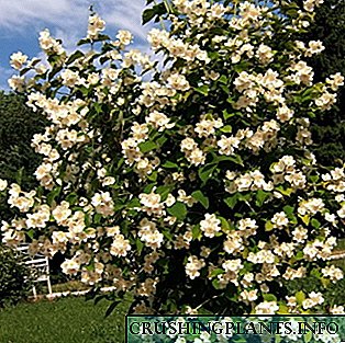 Chubushnik (hardinita jasmine): species, pagtatanim at pag-aalaga