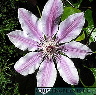 Clematis ყვავილები: მათი ჯიშები და ფოტოები