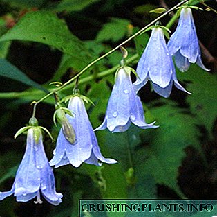 Cvjetovi bluebells: sadnja i uzgoj