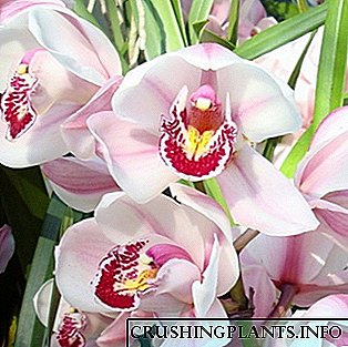 Kembang orkid Cymbidium di bumi