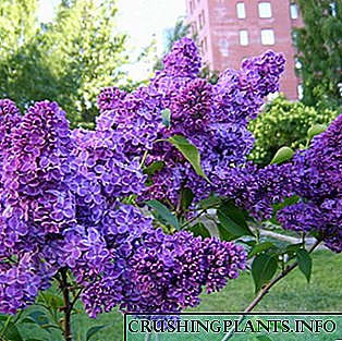 Lilac blomme