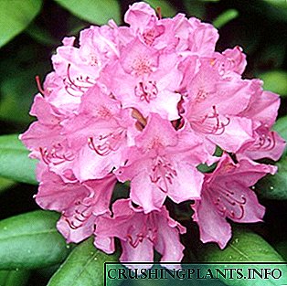 Rhododendron ყვავილი