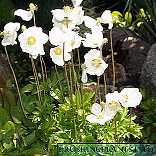 Lule anemone: përshkrimi i specieve, mbjellja dhe kujdesi