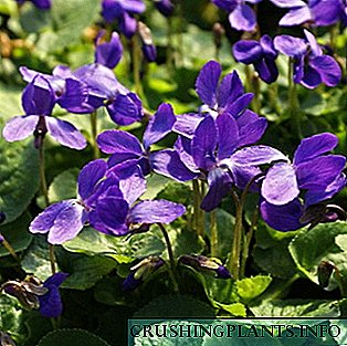 Виолетова градина повеќегодишна: фотографија, опис, садење и грижа