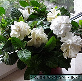 Gardenia (bustani): jinsi ya kukua nyumbani