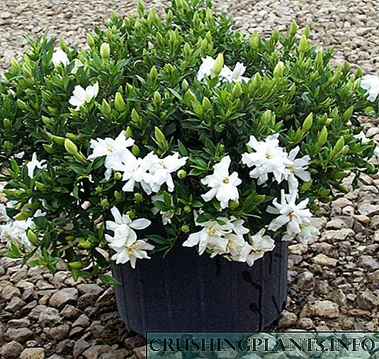 Ang jasmine ng Gardenia