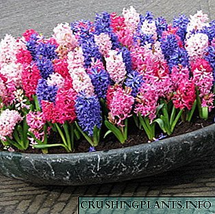 Perennial hyacinth: popular nga mga barayti ug ang ilang pagtanum