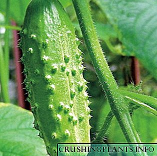 Хибриди на краставици: фотографија и карактеристики