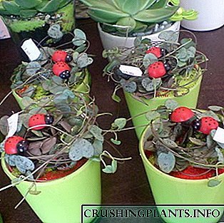 Pangaturan kembang sing di pot ing pot (nganggo foto)