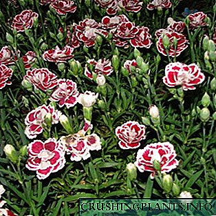 Dianthus perennis, species, differentias et cultura