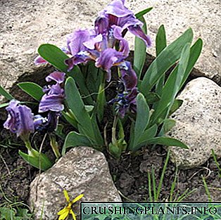 Irises dina desain bentang kebon