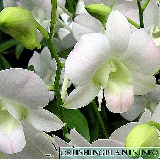 Kiel fari phalaenopsis orkideon flori?