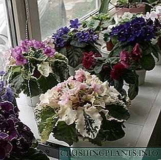 Kakvo cvijeće posaditi na prozorskom prozoru?
