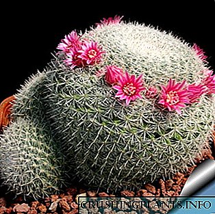 Cactus mammillaria