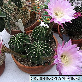 Cacti Echinopsis: priskribo de la specio kaj zorgo hejme