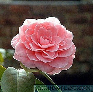 Camellia doheem: wéi et ausgesäit a wéi een sech sollt këmmeren