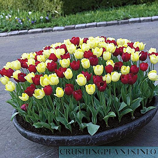 Kur të mbillni tulipanët?