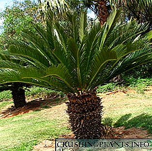 Yopiq palma sikadalari (Cycas)
