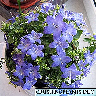 Flores interiores con flores azuis
