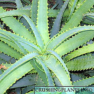 Planhigyn tŷ Aloe: priodweddau gofal a meddyginiaethol