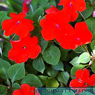 Улаан өнгийн доторх цэцэг, улаан цэцэгтэй гэрийн ургамлын зураг