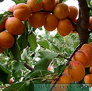 မတူညီတဲ့တှငျရငျ့မှညျ့ apricots ၏အကောင်းဆုံးအမျိုးပေါင်း