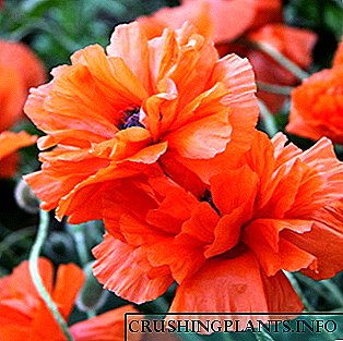 Poppy fil-ġnien: tħawwil, kura u kultivazzjoni