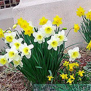 Daffodils kebon: katerangan kembang, perawatan sareng budidaya