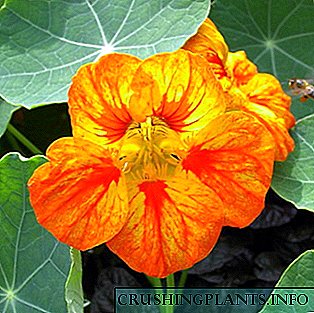 Nasturtium: descrición, flores de cultivo e as súas propiedades beneficiosas