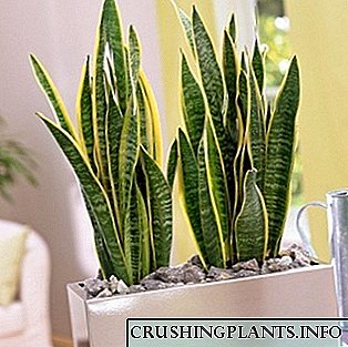 Прочистување на воздухот во станот со растенија