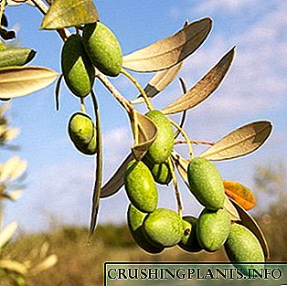 Tangkal Olive: déskripsi sareng perawatan di bumi