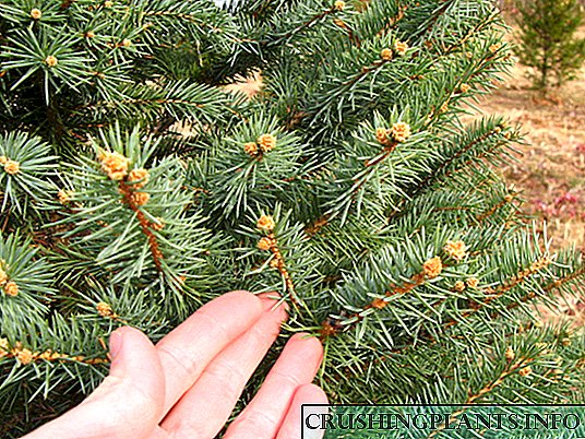 Katrangan lan foto saka spruce Eropa