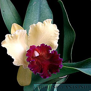 Orchids Masdevallia, Dracula le tlhokomelo ea bona