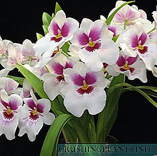 Orkide Miltonia, Miltoniopsis, Miltassia: foto ak swen pou yo