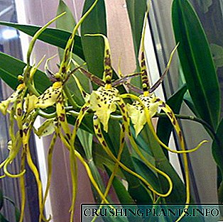 Orkidea brassia: barietateak, landaketa eta zainketa