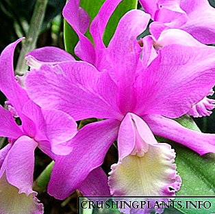 Orchidea Cattleya: tipi u kura fid-dar