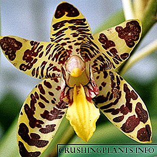 Orchidee: Typen an Nimm