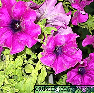 Petunia: llojet më të mira të luleve, mbjelljet dhe kujdesi