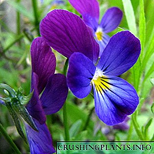 Tanduran, nyebar lan ngrawat violet