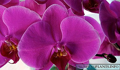 Taahiraa-i te-taahiraa mo te whakawhiti orchids i te kainga