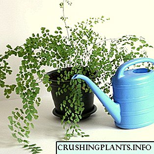 Pravila za zalijevanje sobnih biljaka i cvijeća