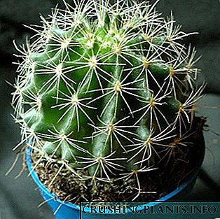 Mimea ya cactus: sifa na muundo
