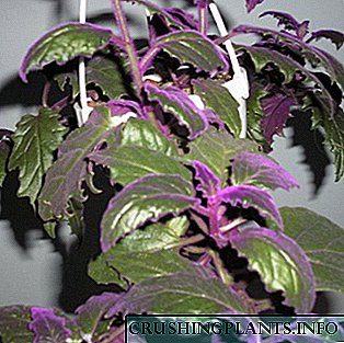 Plantis et flores in foliorum purpura et Burgundia